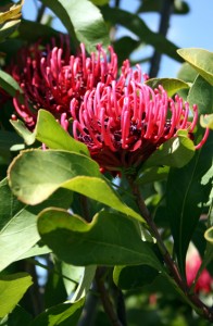 waratahs1