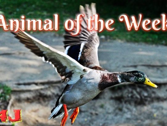 Animals of the Week