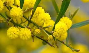 Wattle Artwork